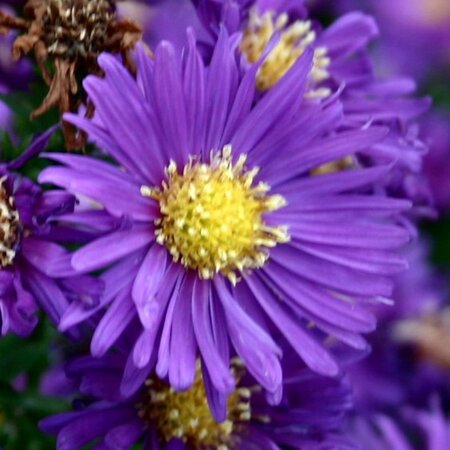 Aster n.-b. 'Violetta' geen maat specificatie 0,55L/P9cm - afbeelding 3