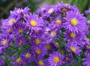 Aster n.-b. 'Violetta' geen maat specificatie 0,55L/P9cm - afbeelding 4