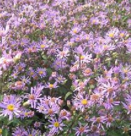 Aster radula 'August Sky' geen maat specificatie 0,55L/P9cm