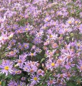 Aster radula 'August Sky' geen maat specificatie 0,55L/P9cm