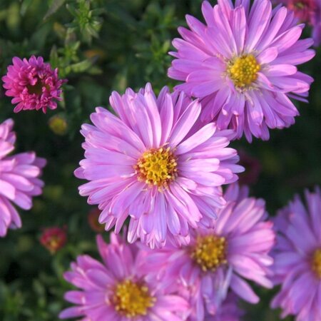 Aster (D) 'Rosenwichtel' geen maat specificatie 0,55L/P9cm - afbeelding 1