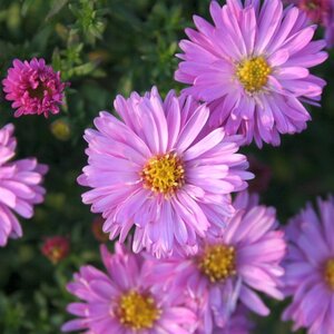 Aster (D) 'Rosenwichtel' geen maat specificatie 0,55L/P9cm - afbeelding 1