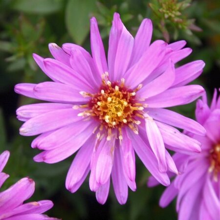 Aster (D) 'Rosenwichtel' geen maat specificatie 0,55L/P9cm - afbeelding 2