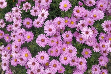 Aster (D) 'Rosenwichtel' geen maat specificatie 0,55L/P9cm - afbeelding 3