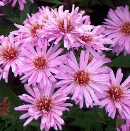 Aster (D) 'Rosenwichtel' geen maat specificatie 0,55L/P9cm - afbeelding 4