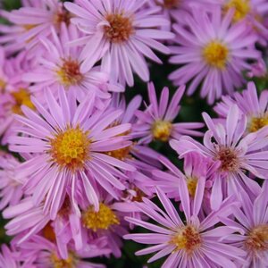 Aster (D) 'Rozika' geen maat specificatie 0,55L/P9cm - afbeelding 1