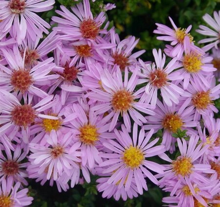 Aster (D) 'Rozika' geen maat specificatie 0,55L/P9cm - afbeelding 2