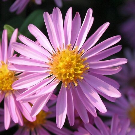 Aster (D) 'Rozika' geen maat specificatie 0,55L/P9cm - afbeelding 3