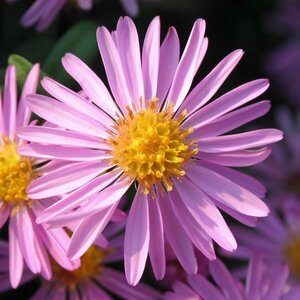 Aster (D) 'Rozika' geen maat specificatie 0,55L/P9cm - afbeelding 3
