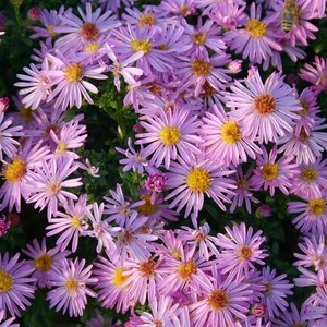Aster (D) 'Rozika' geen maat specificatie 0,55L/P9cm - afbeelding 4