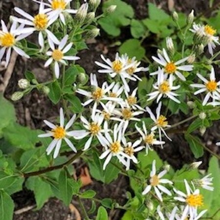 Aster schreberi geen maat specificatie 0,55L/P9cm