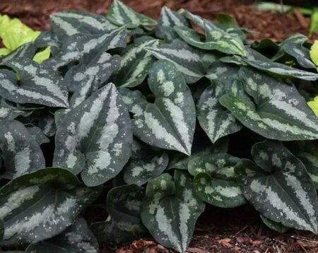 Asarum splendens geen maat specificatie 0,55L/P9cm - afbeelding 1