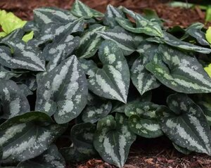 Asarum splendens geen maat specificatie 0,55L/P9cm - afbeelding 1