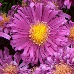 Aster Tonga geen maat specificatie 0,55L/P9cm