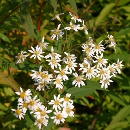 Aster umbellatus 'Weisser Schirm' geen maat specificatie 0,55L/P9cm - afbeelding 1