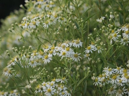 Aster umbellatus 'Weisser Schirm' geen maat specificatie 0,55L/P9cm - afbeelding 2