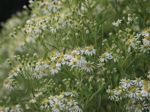 Aster umbellatus 'Weisser Schirm' geen maat specificatie 0,55L/P9cm - afbeelding 2