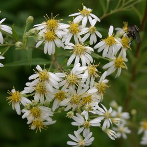 Aster umbellatus 'Weisser Schirm' geen maat specificatie 0,55L/P9cm - afbeelding 3