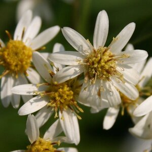 Aster umbellatus 'Weisser Schirm' geen maat specificatie 0,55L/P9cm - afbeelding 4