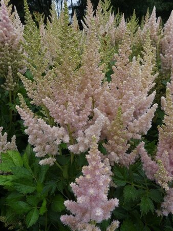 Astilbe 'Vision Inferno' geen maat specificatie 0,55L/P9cm