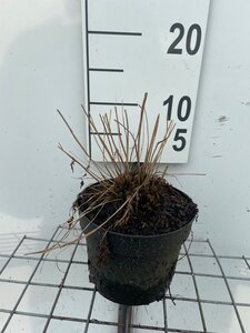 Athyrium filix-femina geen maat specificatie cont. 2,0L - image 2