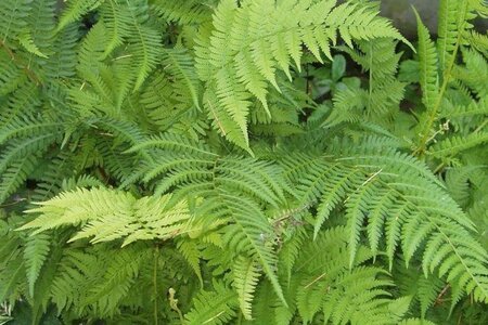Athyrium filix-femina geen maat specificatie cont. 2,0L - image 1