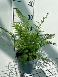 Athyrium filix-femina geen maat specificatie cont. 2,0L - image 3