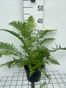 Athyrium filix-femina geen maat specificatie cont. 2,0L - image 4