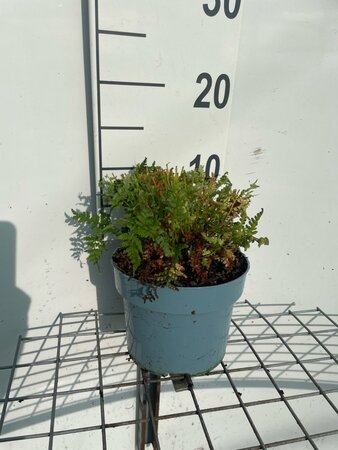 Athyrium filix-femina geen maat specificatie cont. 2,0L - image 5