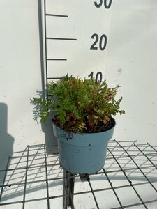 Athyrium filix-femina geen maat specificatie cont. 2,0L - image 5