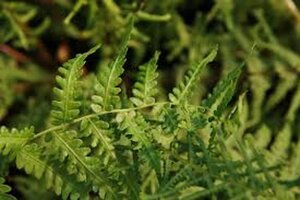 Athyrium f.-f. 'Victoriae' geen maat specificatie 0,55L/P9cm