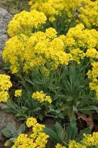 Aurinia sax. 'Compacta' geen maat specificatie 0,55L/P9cm