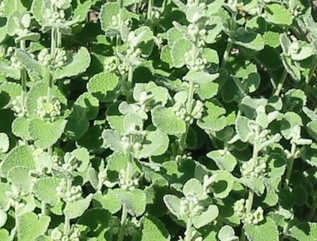 Ballota pseudodictamnus geen maat specificatie 0,55L/P9cm - afbeelding 1