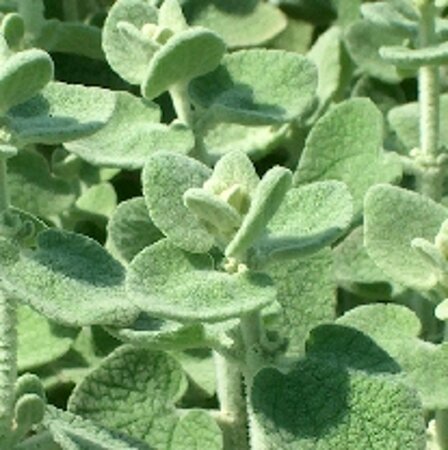Ballota pseudodictamnus geen maat specificatie 0,55L/P9cm - afbeelding 2