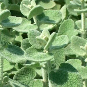 Ballota pseudodictamnus geen maat specificatie 0,55L/P9cm - afbeelding 2