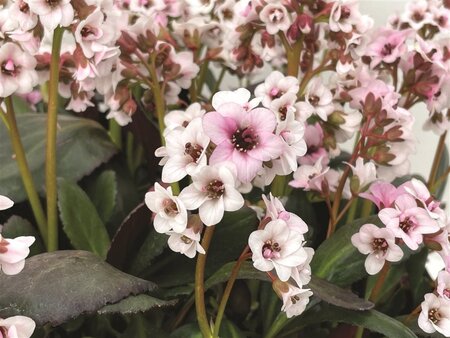 Bergenia 'Angel Kiss' geen maat specificatie 0,55L/P9cm - afbeelding 1