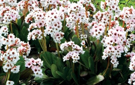 Bergenia 'Angel Kiss' geen maat specificatie 0,55L/P9cm - afbeelding 2