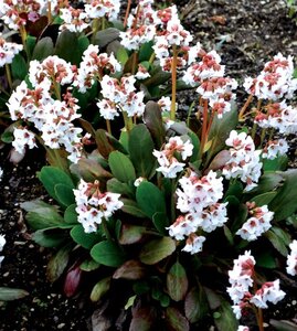 Bergenia 'Angel Kiss' geen maat specificatie 0,55L/P9cm - afbeelding 3