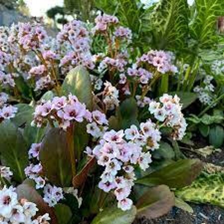 Bergenia 'Angel Kiss' geen maat specificatie 0,55L/P9cm - afbeelding 4