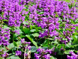 Betonica macrantha geen maat specificatie 0,55L/P9cm