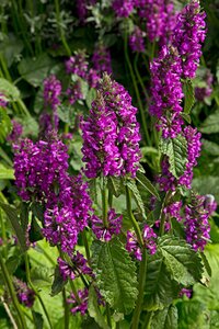 Betonica officinalis geen maat specificatie 0,55L/P9cm