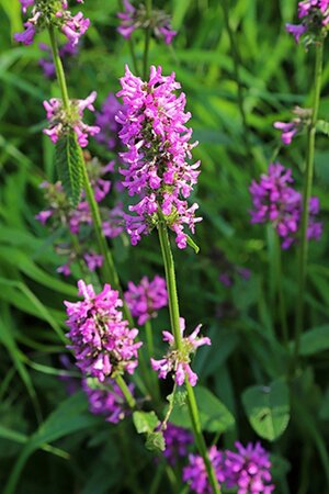 Betonica officinalis Hummelo geen maat specificatie 0,55L/P9cm - afbeelding 2