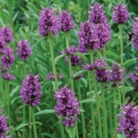 Betonica officinalis Hummelo geen maat specificatie 0,55L/P9cm - afbeelding 3