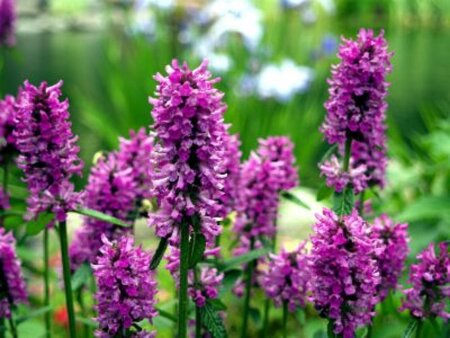Betonica officinalis Ukkie geen maat specificatie 0,55L/P9cm - afbeelding 2