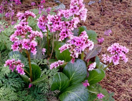 Bergenia 'Pink Dragonfly' geen maat specificatie 0,55L/P9cm - afbeelding 1