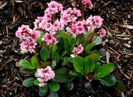 Bergenia 'Pink Dragonfly' geen maat specificatie 0,55L/P9cm - afbeelding 2