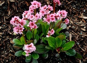 Bergenia 'Pink Dragonfly' geen maat specificatie 0,55L/P9cm - afbeelding 2