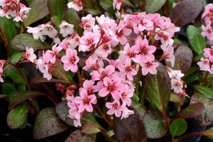 Bergenia 'Pink Dragonfly' geen maat specificatie 0,55L/P9cm - afbeelding 3