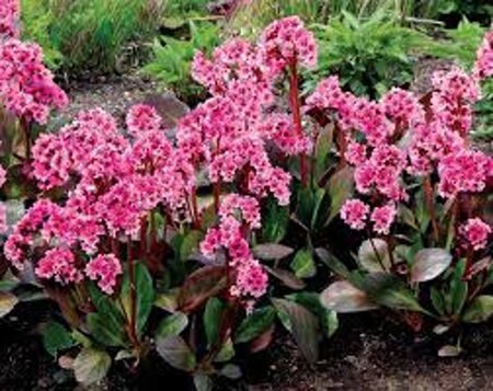 Bergenia 'Pink Dragonfly' geen maat specificatie 0,55L/P9cm - afbeelding 4