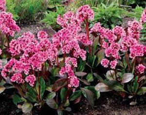 Bergenia 'Pink Dragonfly' geen maat specificatie 0,55L/P9cm - afbeelding 4